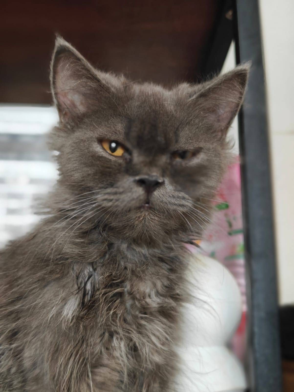 Pet photo coming soon