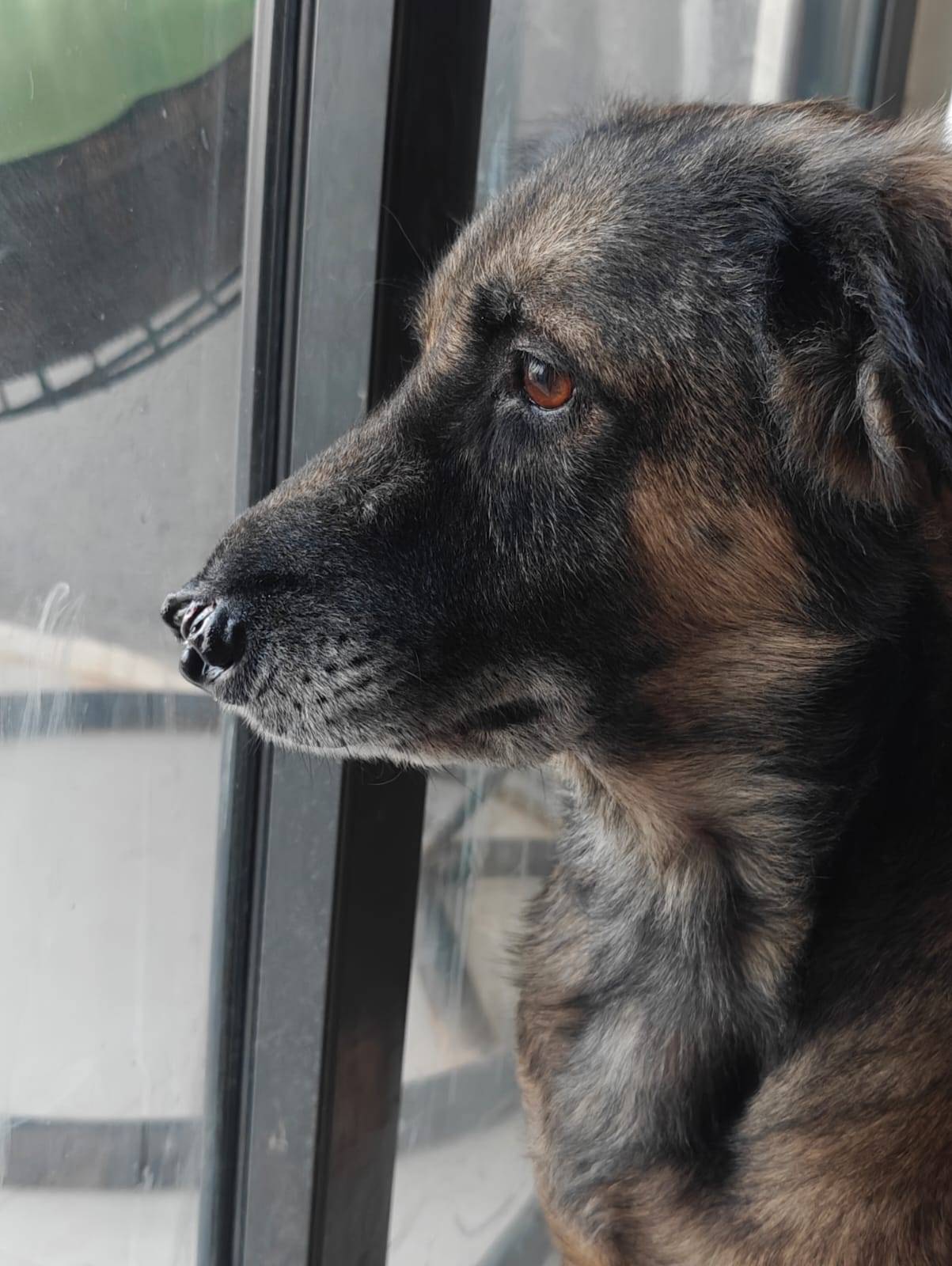 Pet photo coming soon