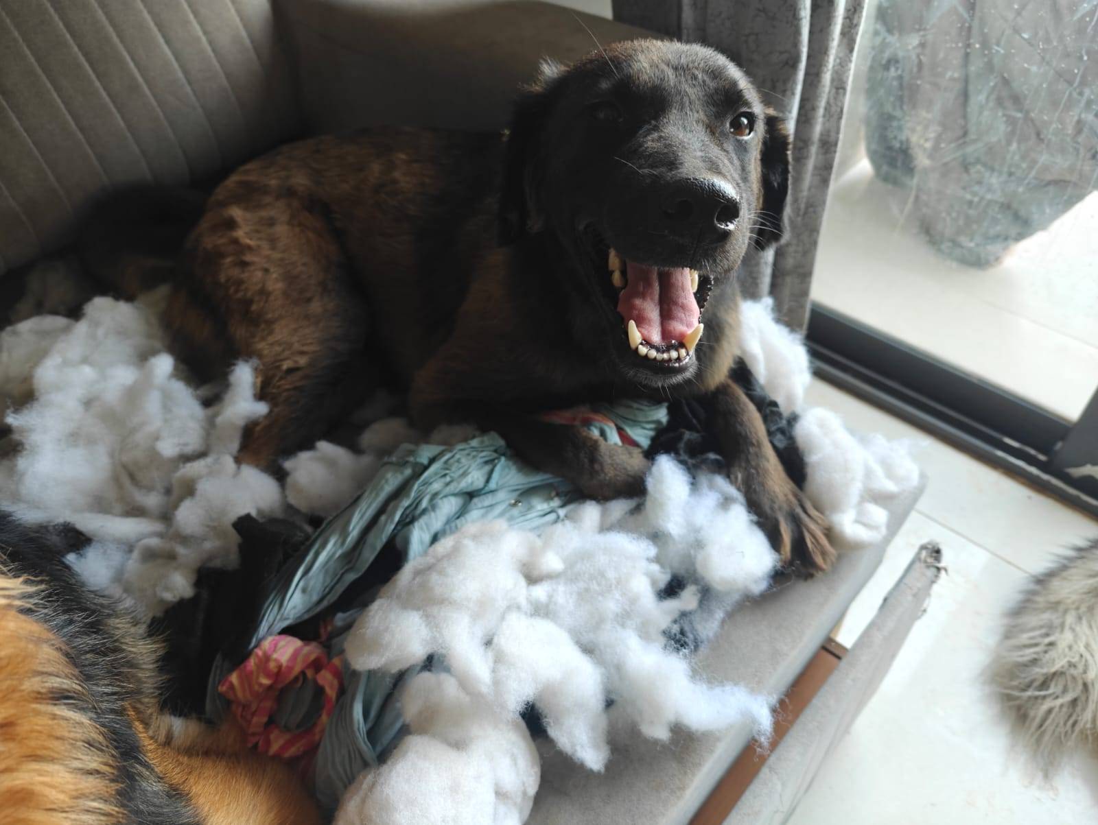 Pet photo coming soon