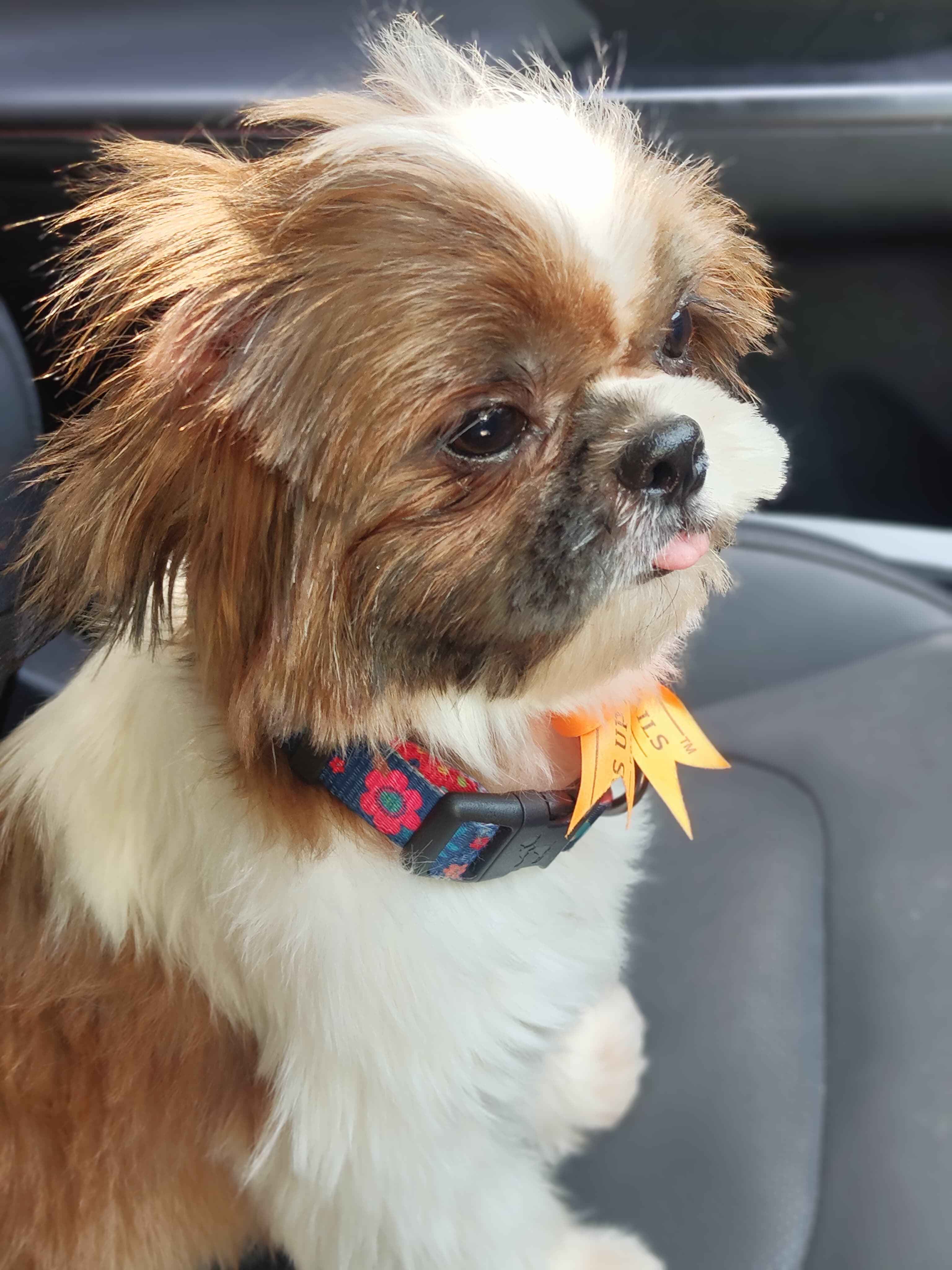 Pet photo coming soon