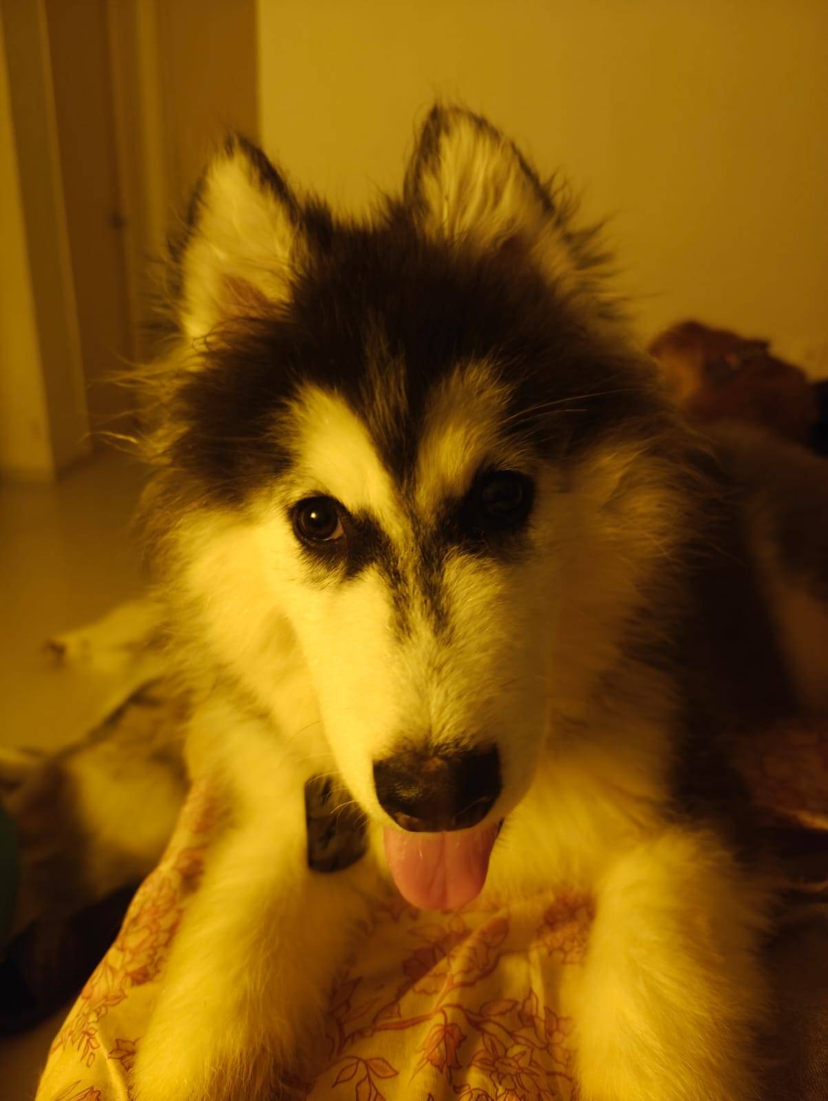 Pet photo coming soon